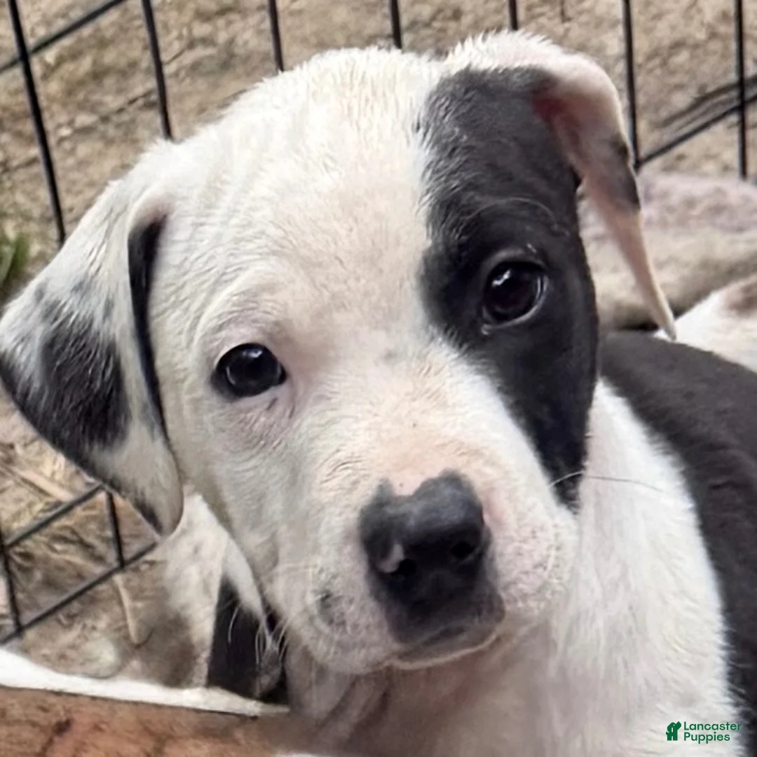 Mixed Breed dogs for sale: Bulletar - Ad 2