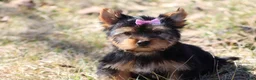Yorkshire Terrier dogs for sale: Sassy Sarah  - Ad 6
