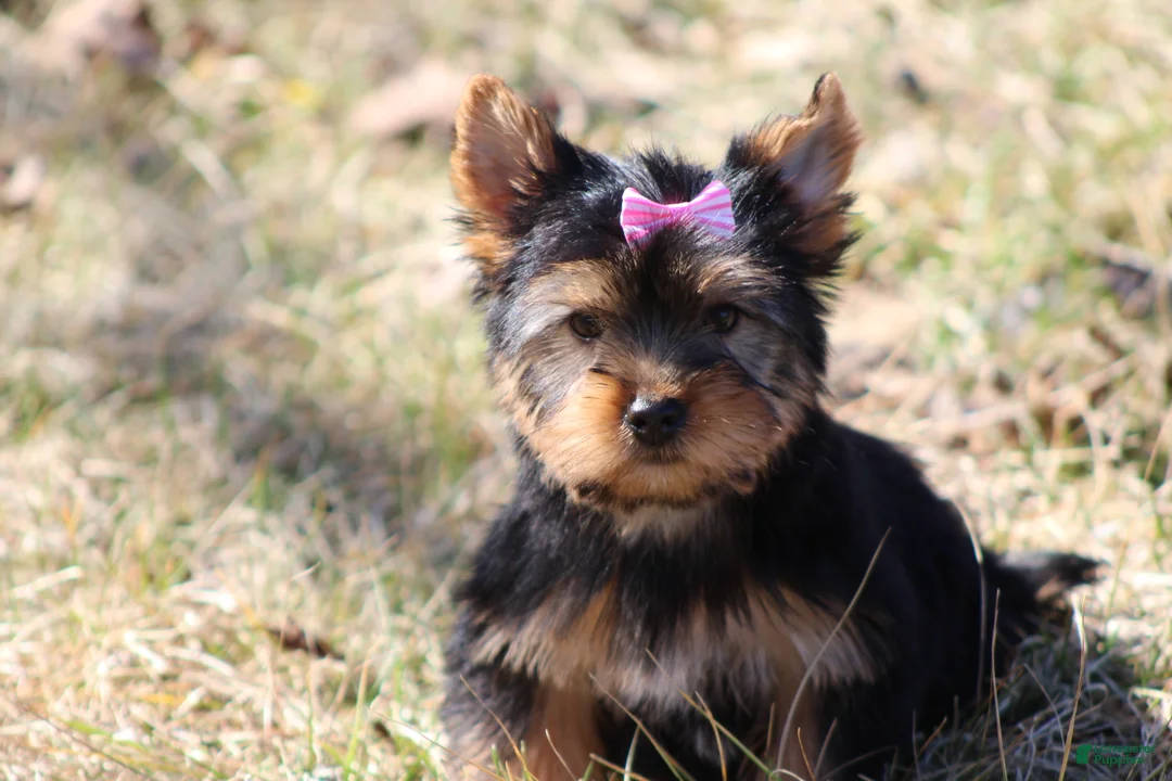 Yorkshire Terrier dogs for sale: Sassy Sarah  - Ad 6