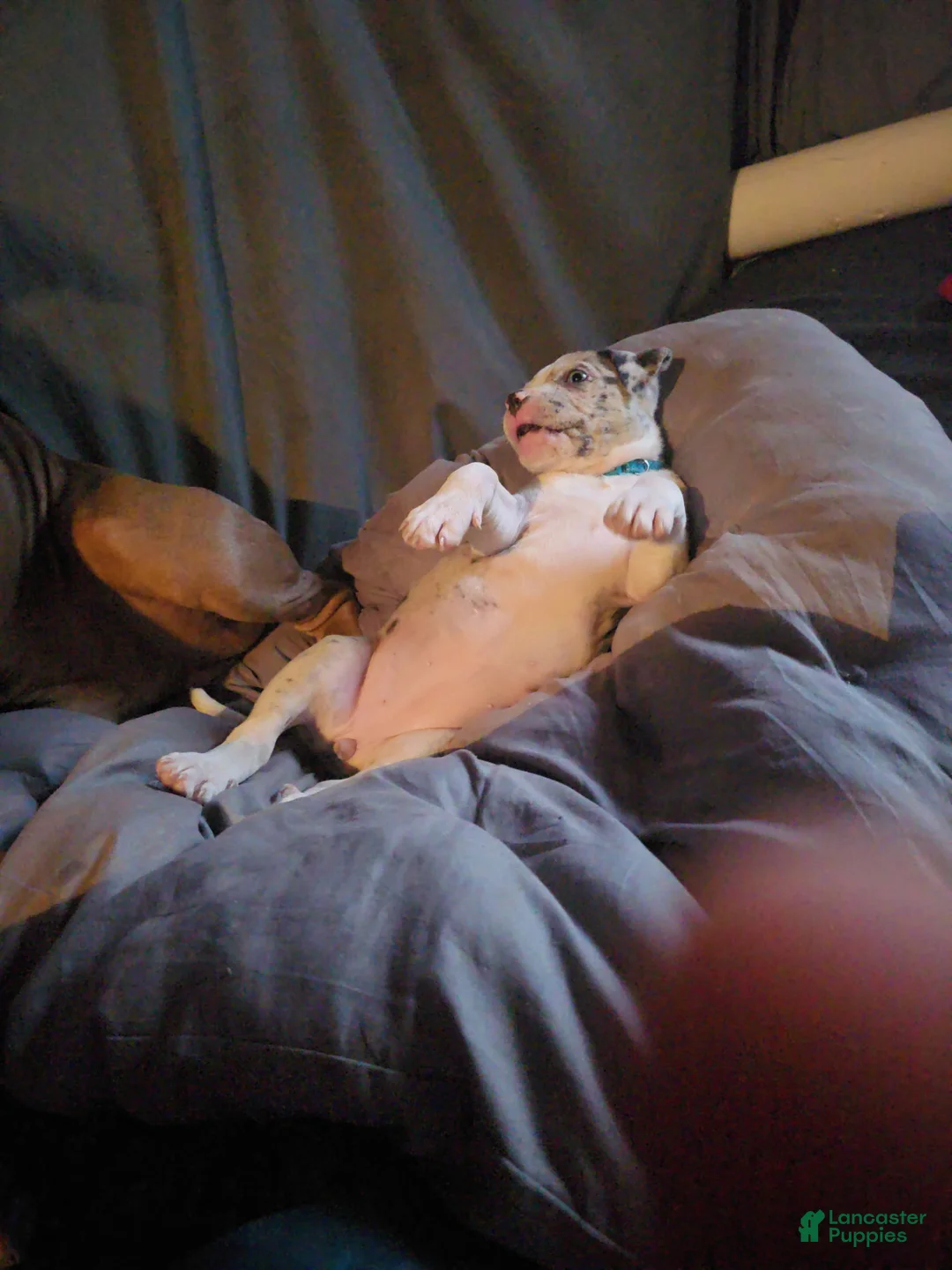 Mixed Breed dogs for sale: Mixed Breed Puppy 1 - Ad 1