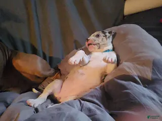 Mixed Breed dogs Mixed Breed Puppy 1 - Ad 10