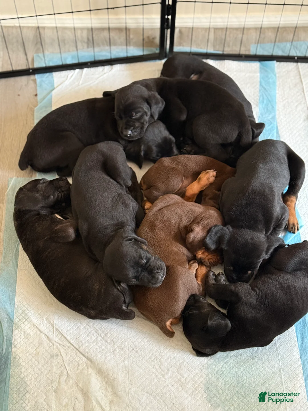 Mixed Breed dogs for sale: Red - Ad 3