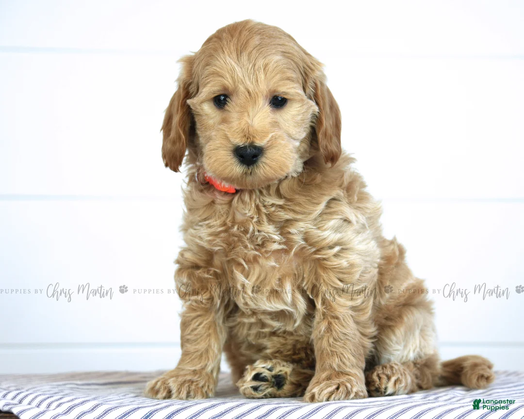Mini Goldendoodle dogs for sale: Denver - Ad 2