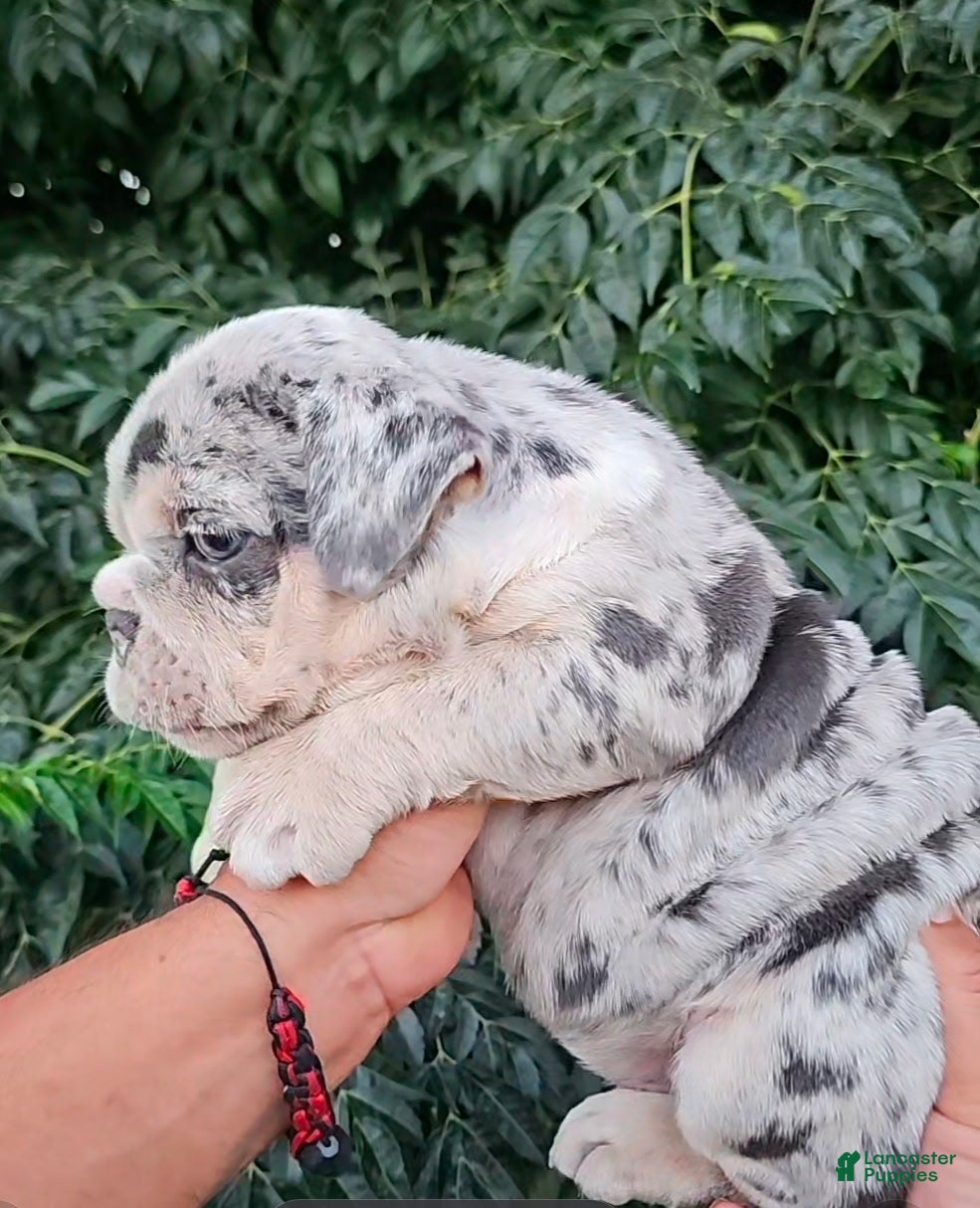 English Bulldog dogs PEBBLES-LILAC TRI MERLE MICRO IN LA, CA - USA DELIVERY OPTIONS - Ad 17