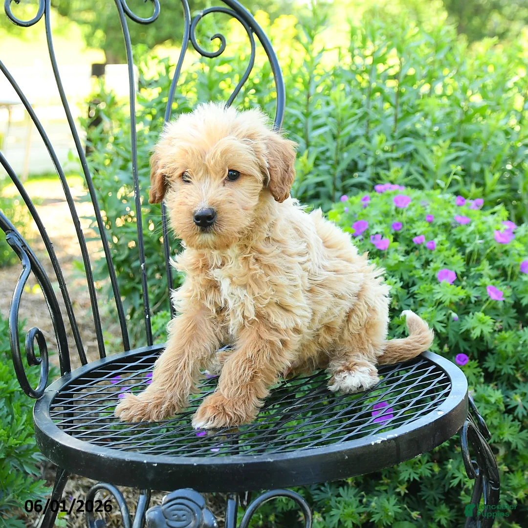 Mixed Breed dogs for sale: Palmer - Ad 3
