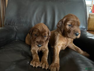 Irish Setter dogs Irish Setter Puppy 8 - Ad 10