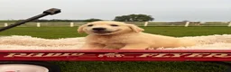 Golden Retriever dogs for sale: Georgia - Ad 7