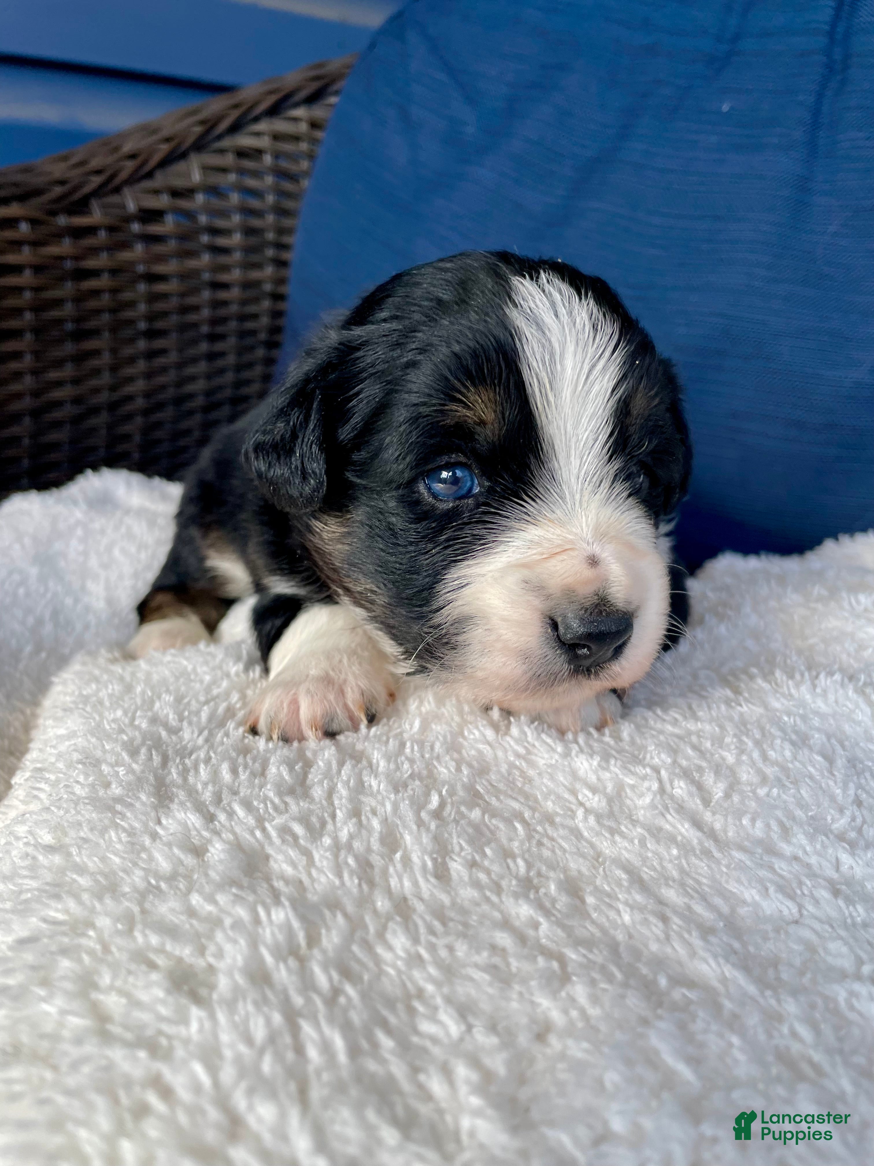 Australian Shepherd dogs Crash - Ad 24