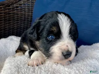 Australian Shepherd dogs Crash - Ad 24