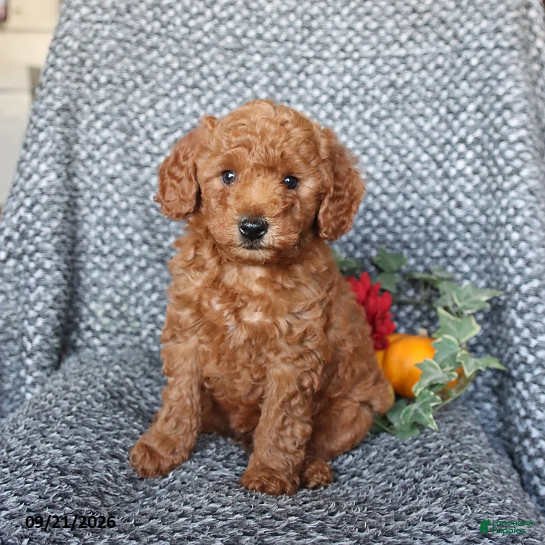 Miniature Poodle dogs for sale: Percy - Ad 1