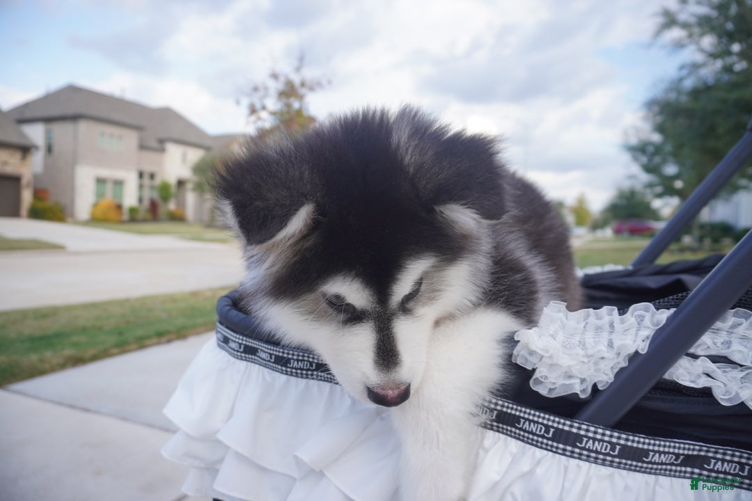 Alaskan Malamute dogs for sale: Xiao Huang - Ad 12
