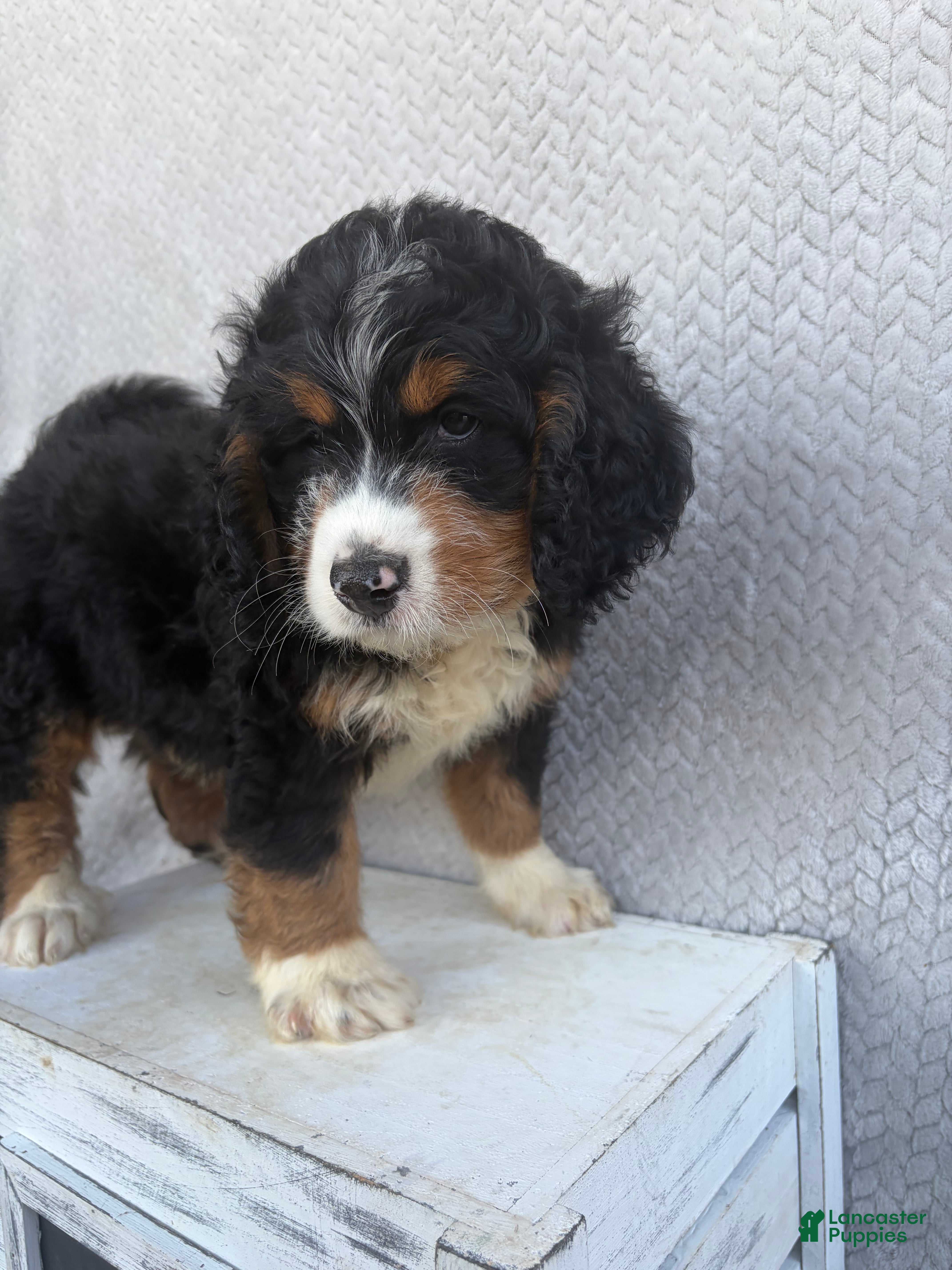 Mini Bernedoodle dogs Sawyer - Ad 2