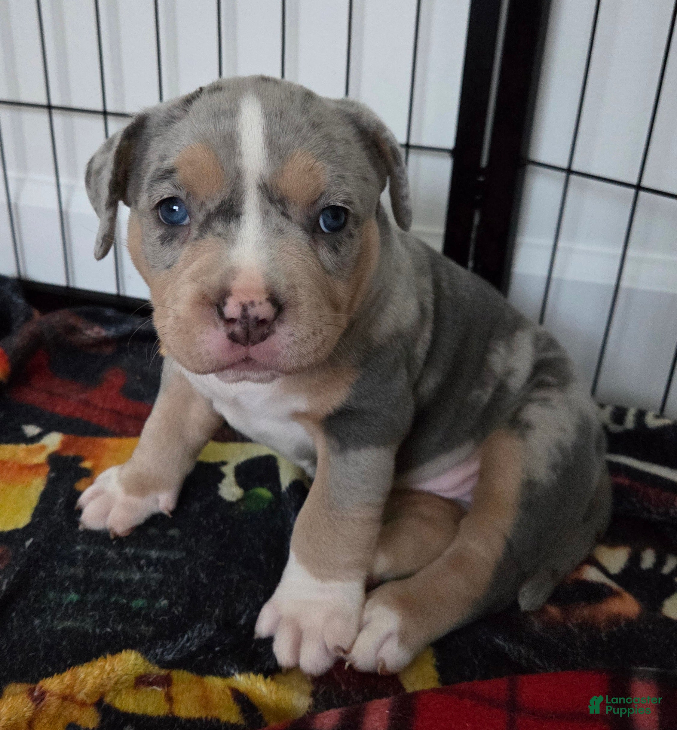 American Bulldog dogs Blue Merle Female (Red) - Ad 5