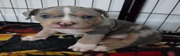 American Bulldog dogs for sale: Blue Merle Female (Red) - Ad 1
