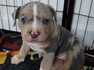 American Bulldog dogs Blue Merle Female (Red) - Ad 9