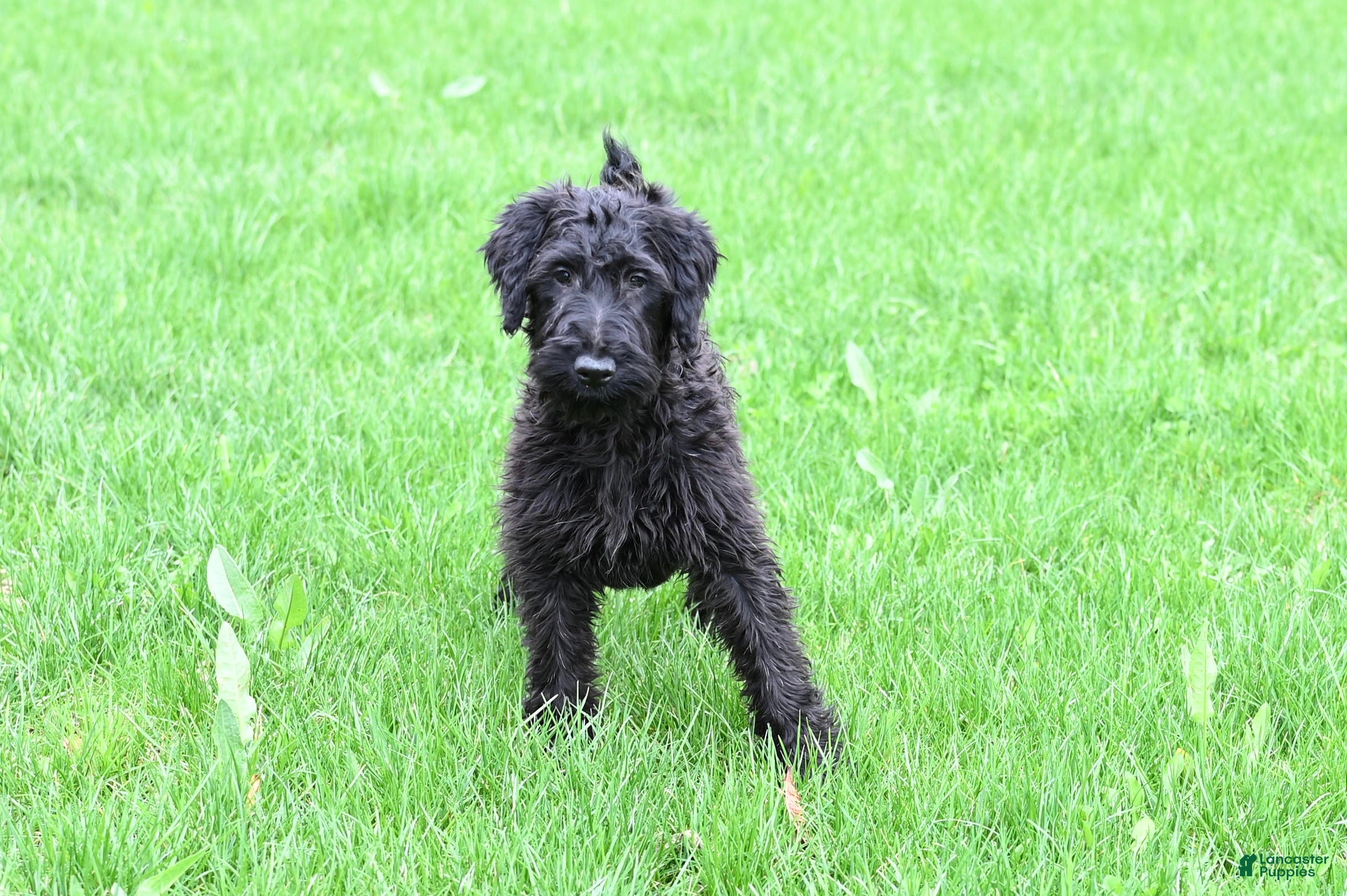 Mixed Breed dogs Hazel - Ad 1