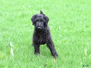 Mixed Breed dogs for sale: Hazel - Ad 2