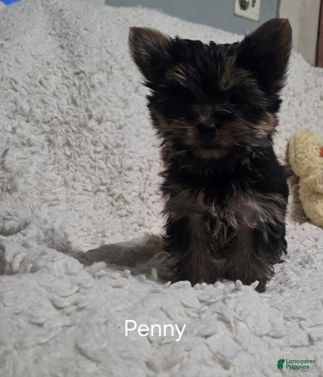 Yorkshire Terrier dogs for sale: Penny - Ad 1