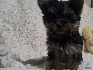 Yorkshire Terrier dogs Penny - Ad 1