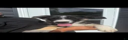 Gerberian Shepsky dogs for sale: Gerberian Shepsky 1 - Ad 3