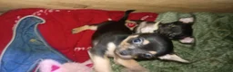 Chihuahua dogs for sale: Chihuahua 1 - Ad 1