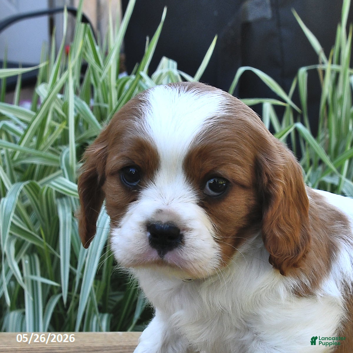 Cavalier King Charles Spaniel dogs Tommy - Ad 1