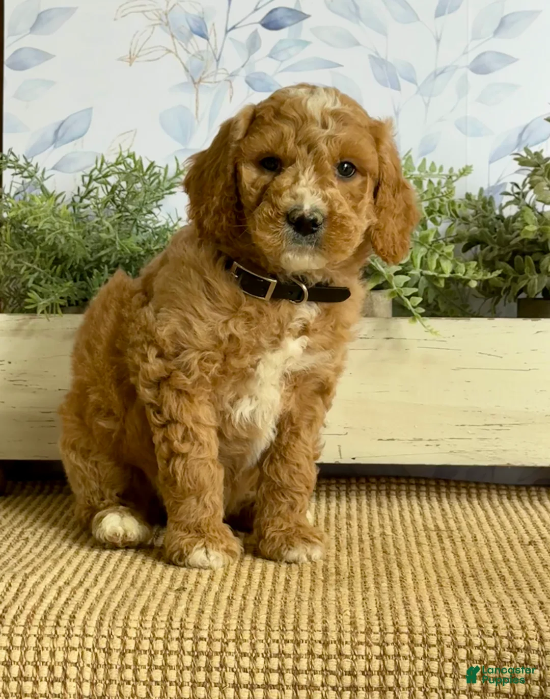 Mixed Breed dogs for sale: Kevin - Ad 2