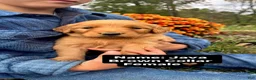 Golden Retriever dogs for sale: Golden Retriever Java - Ad 12