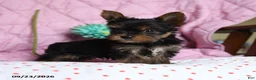 Yorkshire Terrier dogs for sale: Pepper - Ad 4