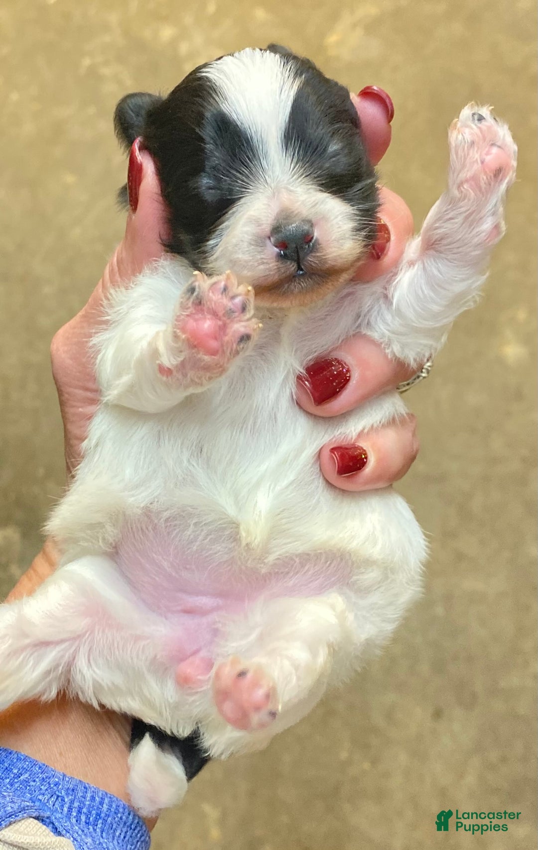 Pomapoo dogs for sale: Pomapoo Puppy 2 - Ad 1