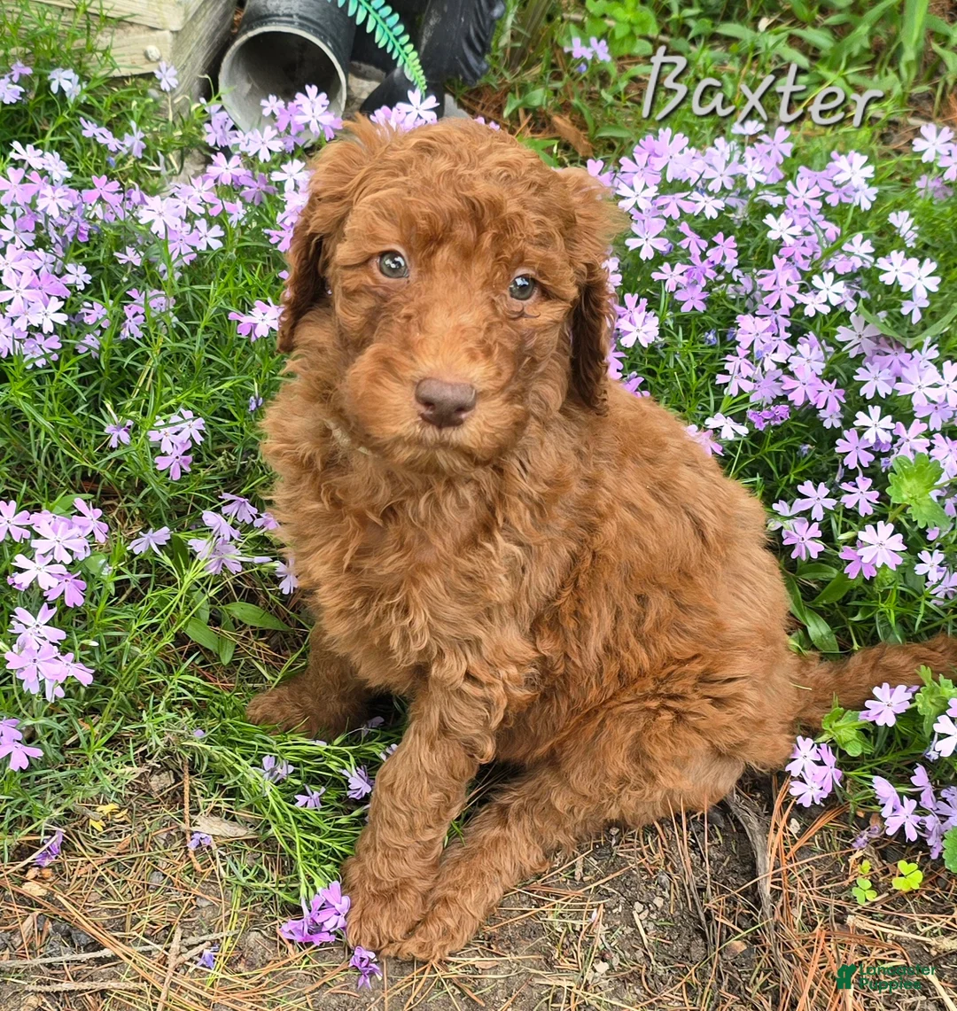 Goldendoodle dogs for sale: Goldendoodle Puppy 8 - Ad 1