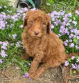 Goldendoodle Puppy 8