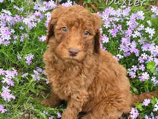 Goldendoodle dogs Goldendoodle Puppy 8 - Ad 40