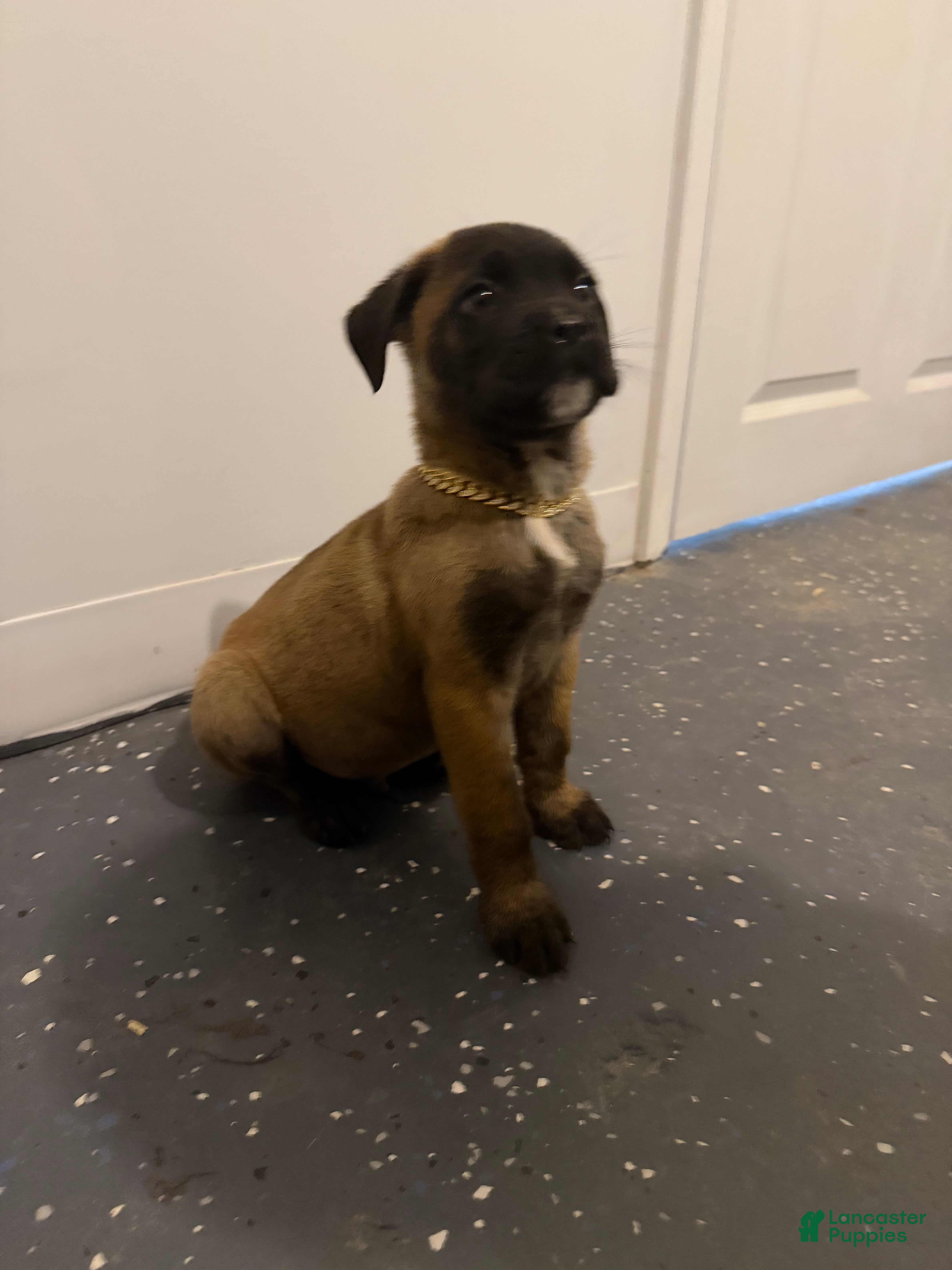 Cane Corso dogs Koby - Ad 2