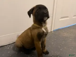 Cane Corso dogs Koby - Ad 2