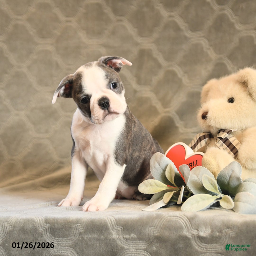 Boston Terrier dogs for sale: Hali - Ad 2