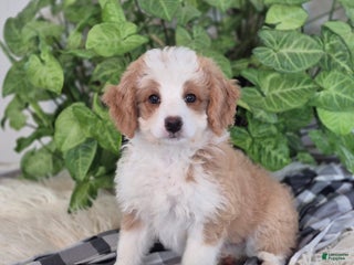 Mini Bernedoodle dogs - Ad 31