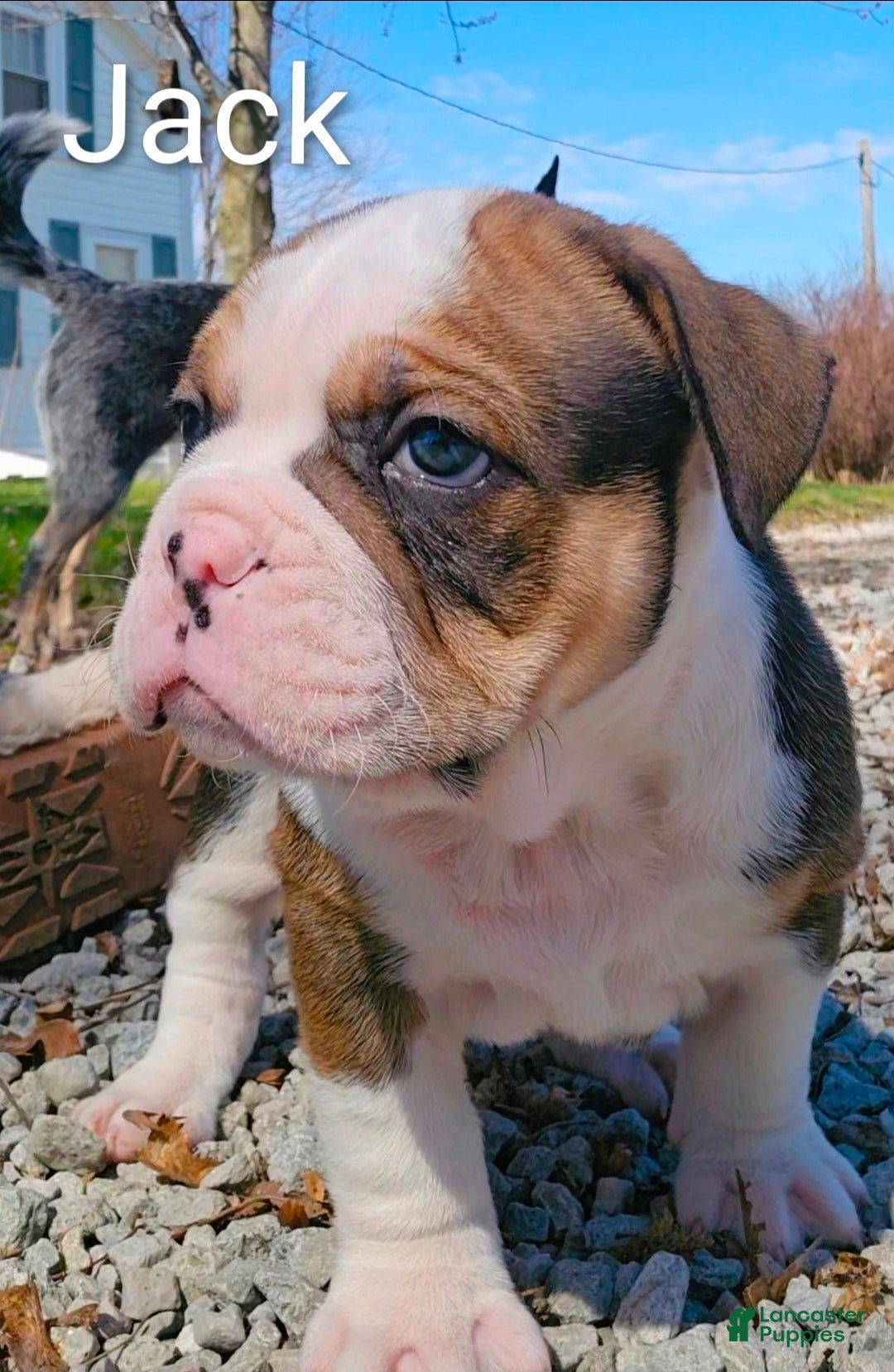 Olde English Bulldogge dogs Jack MALE - Ad 1