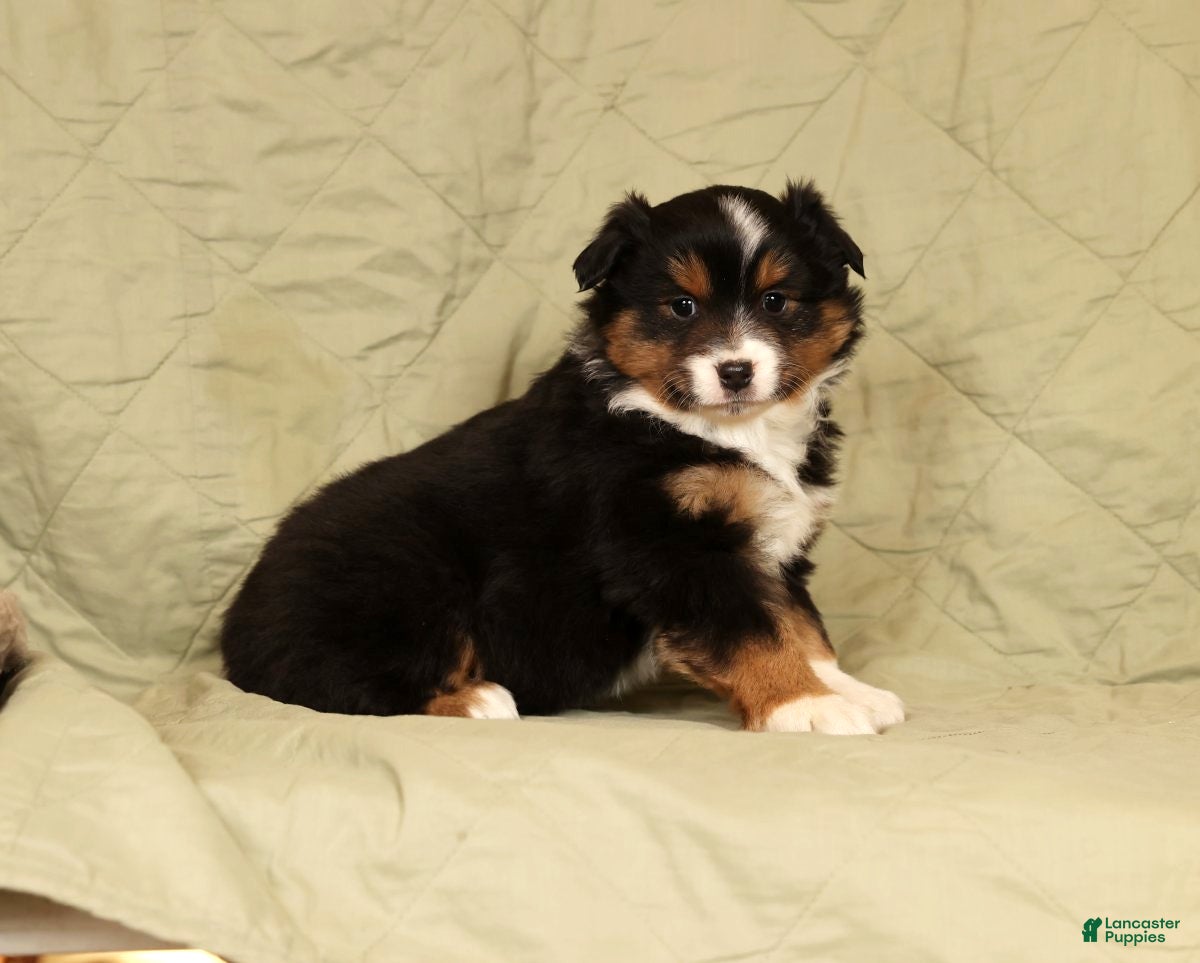 Miniature Australian Shepherd dogs Denise - Ad 3