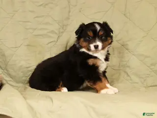 Miniature Australian Shepherd dogs Denise - Ad 3