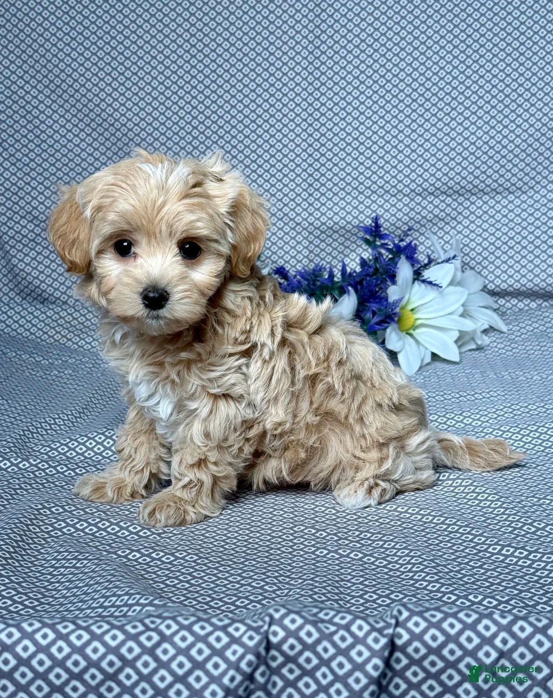 Maltipoo dogs for sale: Alex - Ad 2