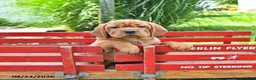 Mini Hippo dogs for sale: Missie - Ad 7