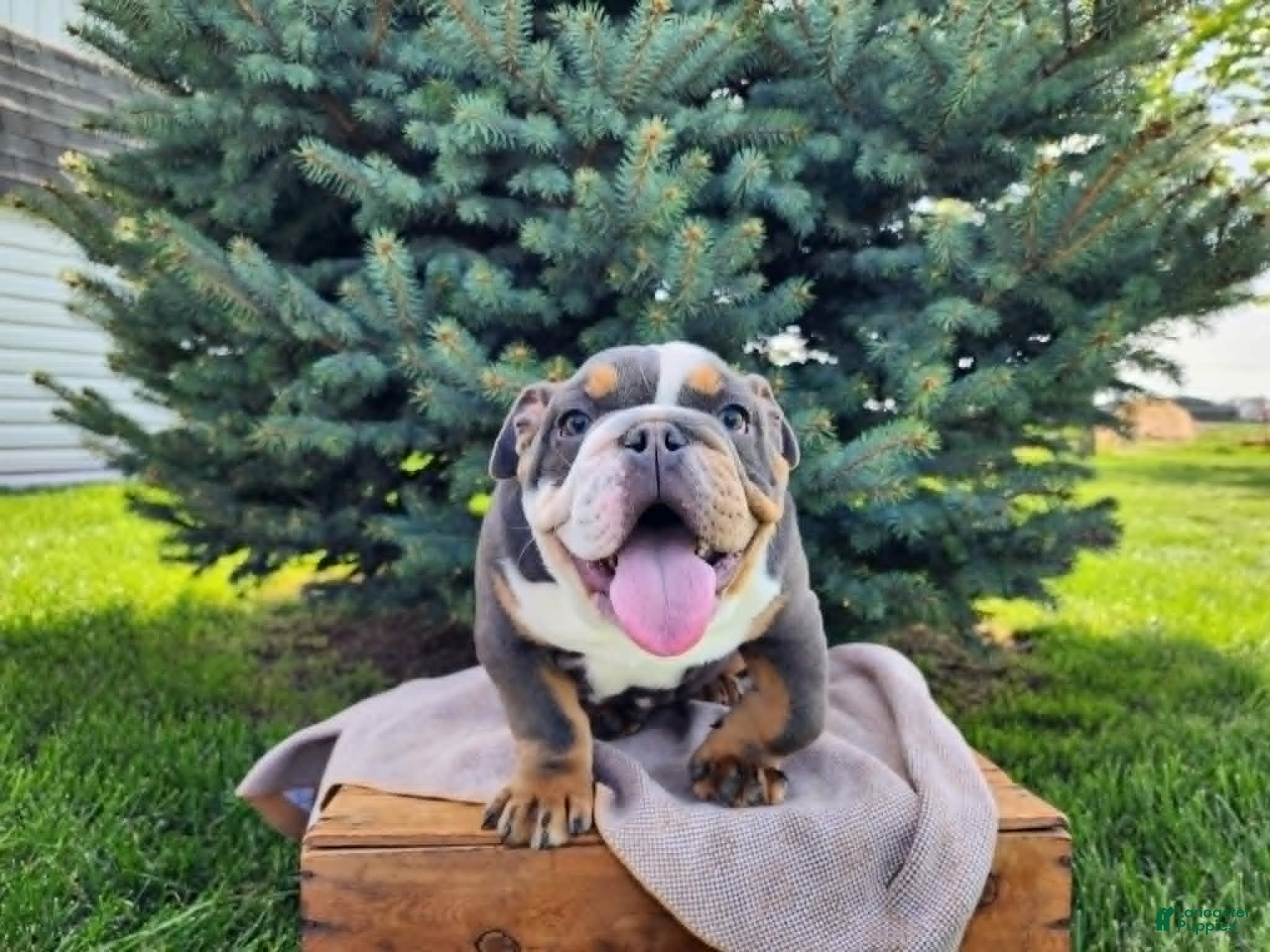 English Bulldog dogs Elliot - Ad 37