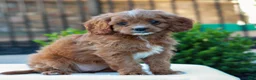 Cavapoo dogs for sale: Opal  - Ad 3