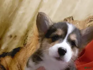 Welsh Corgi Pembroke dogs Peter Max - Ad 20