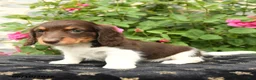 Miniature Dachshund dogs for sale: Sweetheart - Ad 2