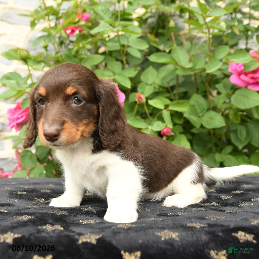 Miniature Dachshund dogs for sale: Sweetheart - Ad 2