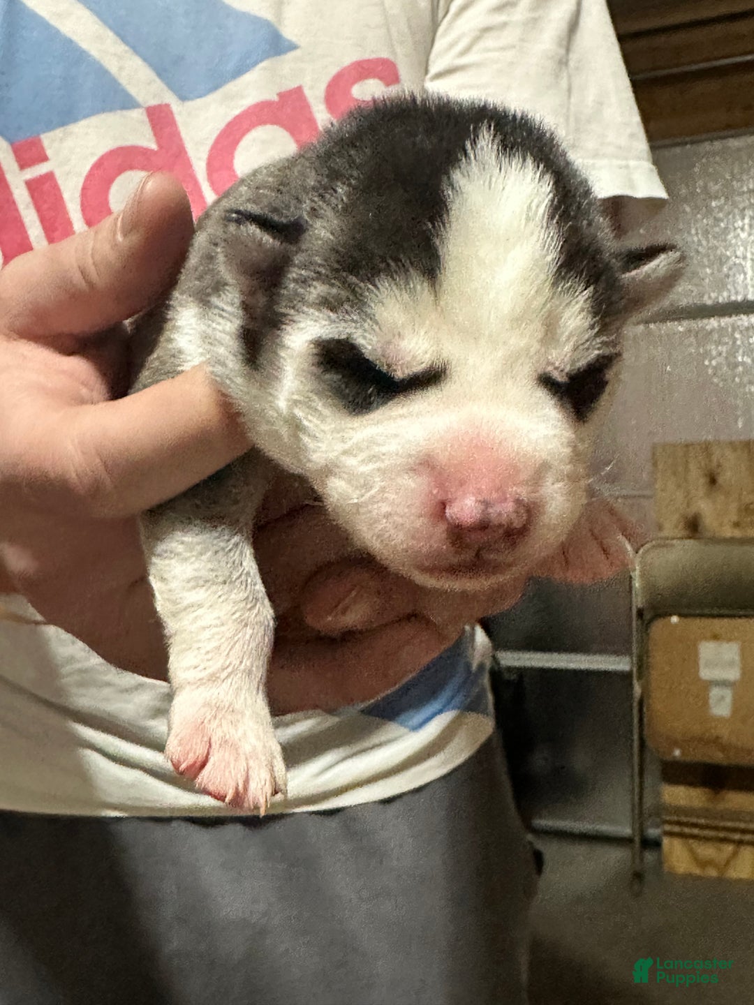 Siberian Husky dogs for sale: Siberian Husky Puppy 1 - Ad 10