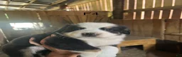Bernese Mountain Dog dogs for sale: Bernese Mountain Dog f4 - Ad 2