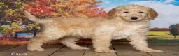 Goldendoodle dogs for sale: Oscar - Ad 3